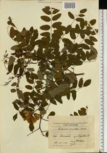 Robinia viscosa Vent., Eastern Europe, Moldova (E13a) (Moldova)