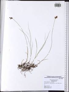 Carex praecox Schreb., Eastern Europe, Central region (E4) (Russia)