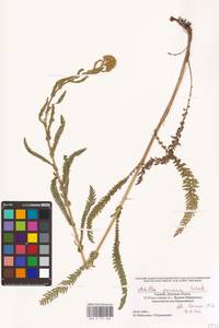 Achillea pannonica Scheele, Eastern Europe, South Ukrainian region (E12) (Ukraine)