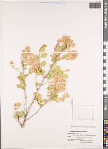 Atraphaxis pyrifolia Bunge, Middle Asia, Northern & Central Tian Shan (M4) (Kyrgyzstan)