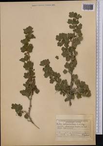 Ribes heterotrichum C.A. Mey., Middle Asia, Pamir & Pamiro-Alai (M2) (Kyrgyzstan)