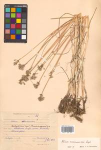 Allium maximowiczii Regel, Siberia, Russian Far East (S6) (Russia)