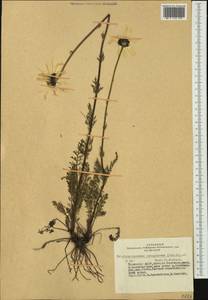 Tanacetum lanuginosum Sch. Bip. & Herder, Siberia, Altai & Sayany Mountains (S2) (Russia)