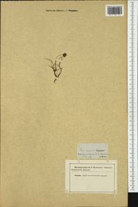 Carex maritima Gunnerus, Western Europe (EUR) (Not classified)