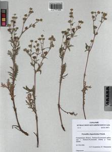 Potentilla sericea L., Siberia, Altai & Sayany Mountains (S2) (Russia)