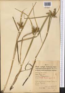 Carex pseudocyperus L., Middle Asia, Northern & Central Kazakhstan (M10) (Kazakhstan)