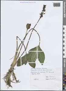Menyanthes trifoliata L., Eastern Europe, Moscow region (E4a) (Russia)