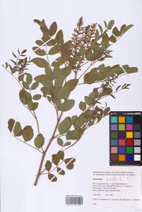 Glycyrrhiza glabra L., Eastern Europe, Lower Volga region (E9) (Russia)