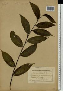 Salix pentandra L., Eastern Europe, Belarus (E3a) (Belarus)