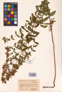 Hypericum maculatum Crantz, Eastern Europe, Central region (E4) (Russia)