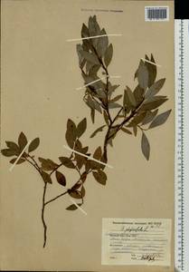 Salix phylicifolia L., Eastern Europe, Northern region (E1) (Russia)