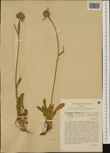 Saponaria bellidifolia Sm., Western Europe (EUR) (Italy)