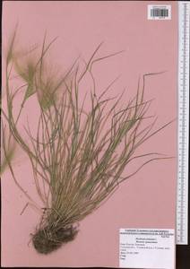 Hordeum jubatum L., Eastern Europe, Central region (E4) (Russia)