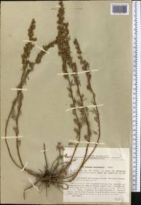 Artemisia aschurbajewii C. Winkl., Middle Asia, Northern & Central Tian Shan (M4) (Kazakhstan)