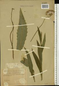 Cirsium canum (L.) All., Eastern Europe, Lower Volga region (E9) (Russia)