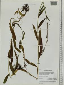 Picris davurica Fisch. ex Hornem., Siberia, Baikal & Transbaikal region (S4) (Russia)