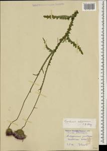 Carduus adpressus C. A. Mey., Caucasus, Stavropol Krai, Karachay-Cherkessia & Kabardino-Balkaria (K1b) (Russia)
