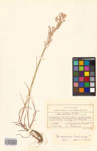 Poa macrocalyx Trautv. & C.A.Mey., Siberia, Russian Far East (S6) (Russia)