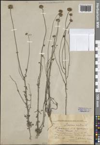 Jasione montana L., Eastern Europe, Central forest region (E5) (Russia)
