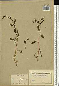 Asperugo procumbens L., Eastern Europe, Moscow region (E4a) (Russia)