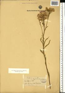 Saussurea amara (L.) DC., Eastern Europe, Eastern region (E10) (Russia)