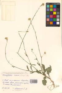 Hirschfeldia incana (L.) Lagr.-Foss., Eastern Europe, North Ukrainian region (E11) (Ukraine)