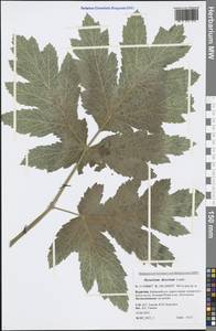 Heracleum dissectum Ledeb., Siberia, Baikal & Transbaikal region (S4) (Russia)