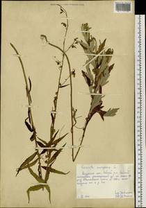 Cuscuta europaea L., Siberia, Russian Far East (S6) (Russia)