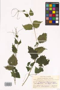 Urtica thunbergiana subsp. thunbergiana, Siberia, Russian Far East (S6) (Russia)