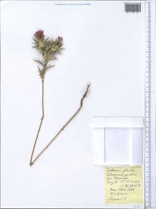 Carthamus glaucus M. Bieb., Crimea (KRYM) (Russia)