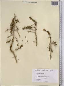 Xylosalsola arbuscula (Pall.) Tzvelev, Middle Asia, Caspian Ustyurt & Northern Aralia (M8) (Kazakhstan)