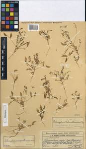 Astragalus compositus Pavlov, Middle Asia, Western Tian Shan & Karatau (M3) (Kazakhstan)