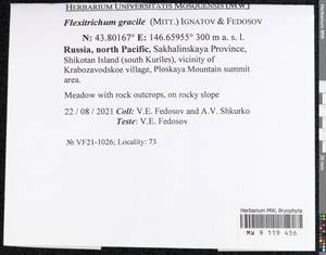 Flexitrichum gracile (Mitt.) Ignatov & Fedosov, Bryophytes, Bryophytes - Russian Far East (excl. Chukotka & Kamchatka) (B20) (Russia)