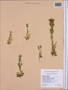 Centaurium erythraea, Western Europe (EUR) (United Kingdom)