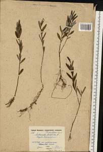 Andromeda polifolia L., Eastern Europe, Moscow region (E4a) (Russia)