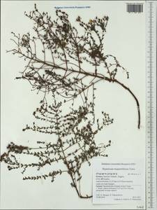 Hypericum triquetrifolium Turra, Western Europe (EUR) (Greece)
