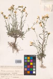 Linum ucranicum (Griseb. ex Planch.) Czern., Eastern Europe, Lower Volga region (E9) (Russia)