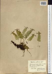 Polypodium sibiricum Sipliv., Siberia, Altai & Sayany Mountains (S2) (Russia)