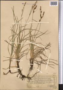 Carex koshewnikowii Litv., Middle Asia, Western Tian Shan & Karatau (M3) (Kazakhstan)