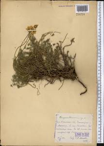 Tanacetum, Middle Asia, Western Tian Shan & Karatau (M3)