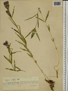 Gentiana triflora, Siberia, Russian Far East (S6) (Russia)