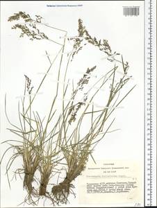 Deschampsia koelerioides Regel, Siberia, Altai & Sayany Mountains (S2) (Russia)