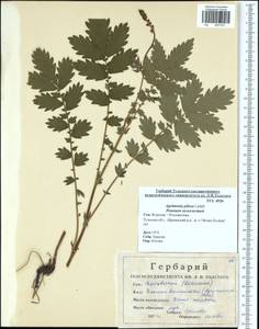 Agrimonia pilosa Ledeb., Eastern Europe, Central region (E4) (Russia)