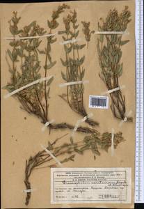 Dracocephalum karataviense, Middle Asia, Western Tian Shan & Karatau (M3) (Kazakhstan)