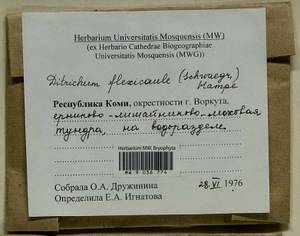 Flexitrichum flexicaule (Schwägr.) Ignatov & Fedosov, Bryophytes, Bryophytes - European North East (B7) (Russia)