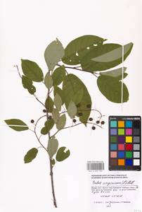 Prunus virginiana L., Eastern Europe, Moscow region (E4a) (Russia)