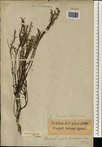 Struthiola ciliata, Africa (AFR) (South Africa)