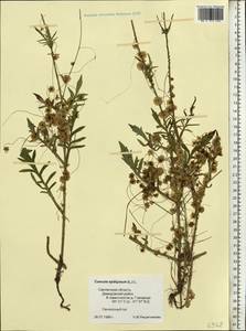 Cuscuta epithymum (L.) L., Eastern Europe, Western region (E3) (Russia)