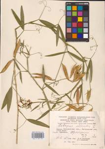 Lathyrus sylvestris L., Eastern Europe, West Ukrainian region (E13) (Ukraine)