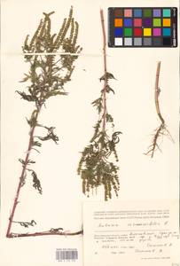 Ambrosia artemisiifolia L., Eastern Europe, Lower Volga region (E9) (Russia)
